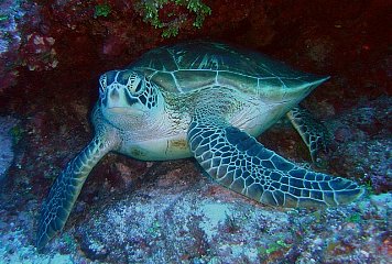Geven Ordelijk Afrika zeeschildpad