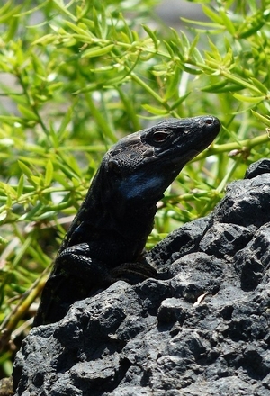 teide ecotoerisme fauna